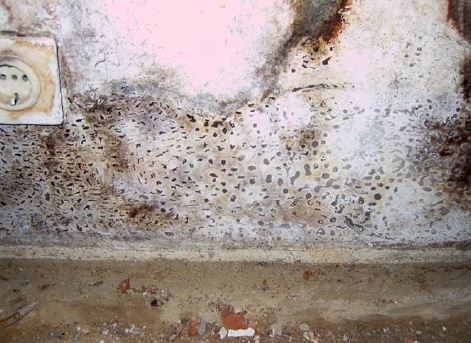 Abb. 2 Mit Schimmelpilz befallene Leichtbauwand aus Gipskarton nach einem Leitungswasserschaden