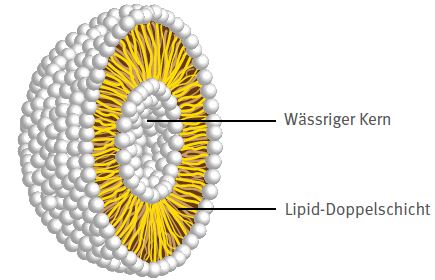 Abb. 4-11 Aufbau von Liposomen (Kreise = hydrophile Kpfe, gewellte Linien = lipophile Fettsureketten)